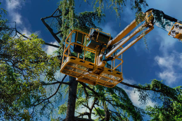 Best Commercial Tree Services  in Madison Heights, VA